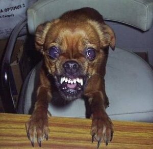 An Ohio dog trainer works with an aggressive dog