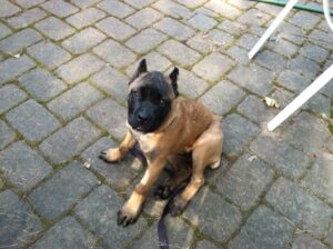 Sit-stay training