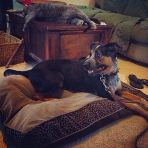 Boston Dog Trainer Blog
