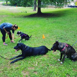 Dog Training can be FUN with Colonial Dog Training Boston