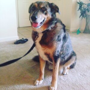 Colonial Dog Training Boston can address and correct your dog's aggression issues. 