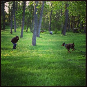 Boston Dog Trainer Blog...dogs need physical and mental exercise!