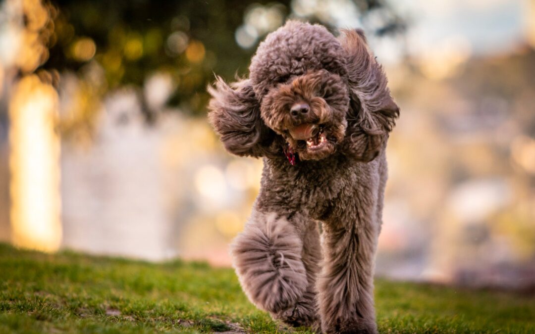 off leash training off leash training