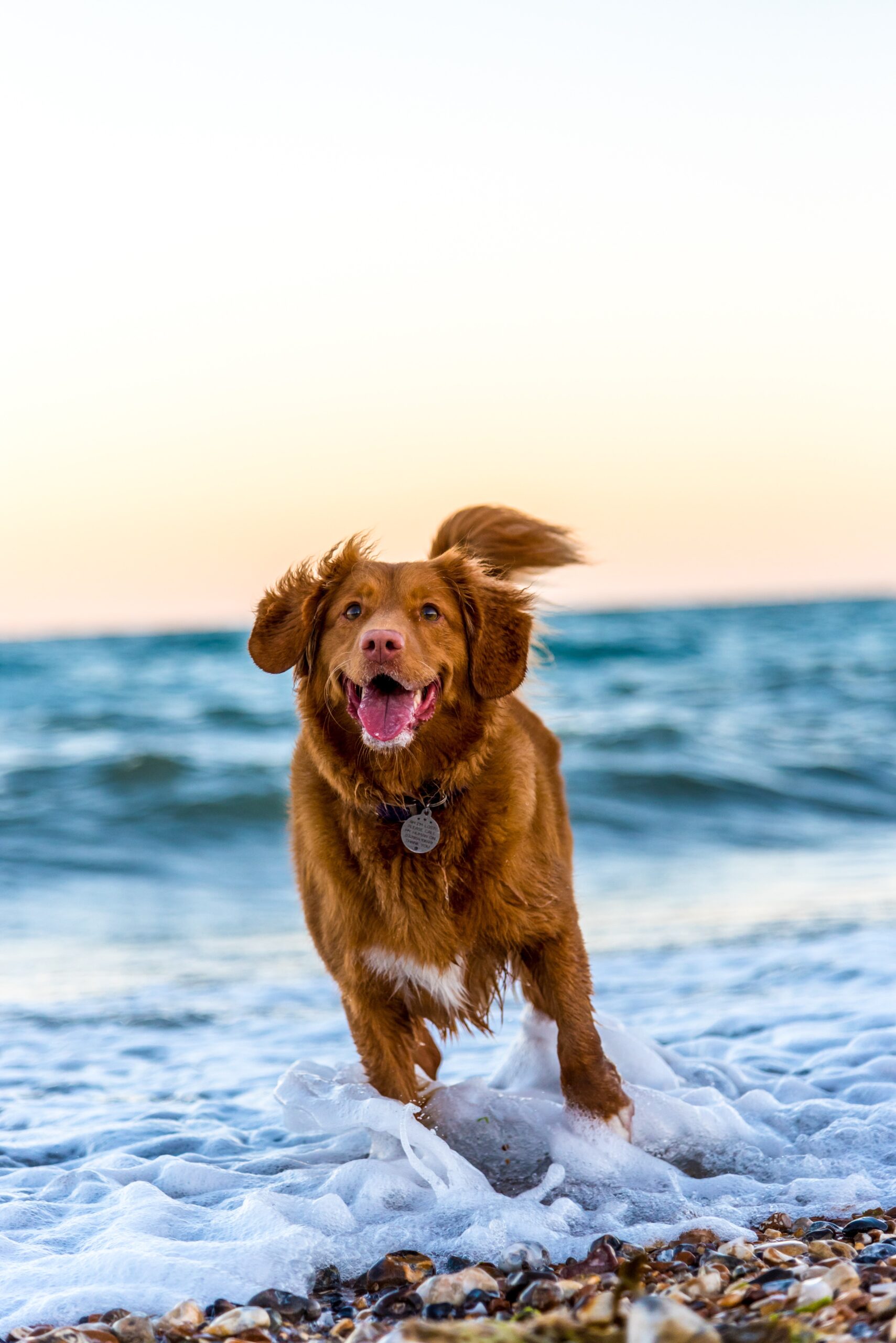 dog training in Portland Maine