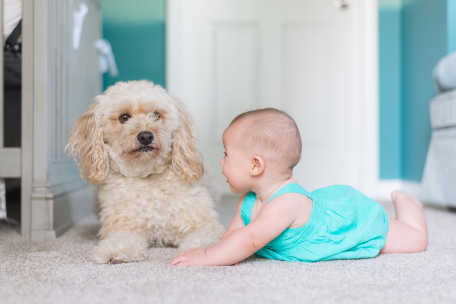 dog training for new parents