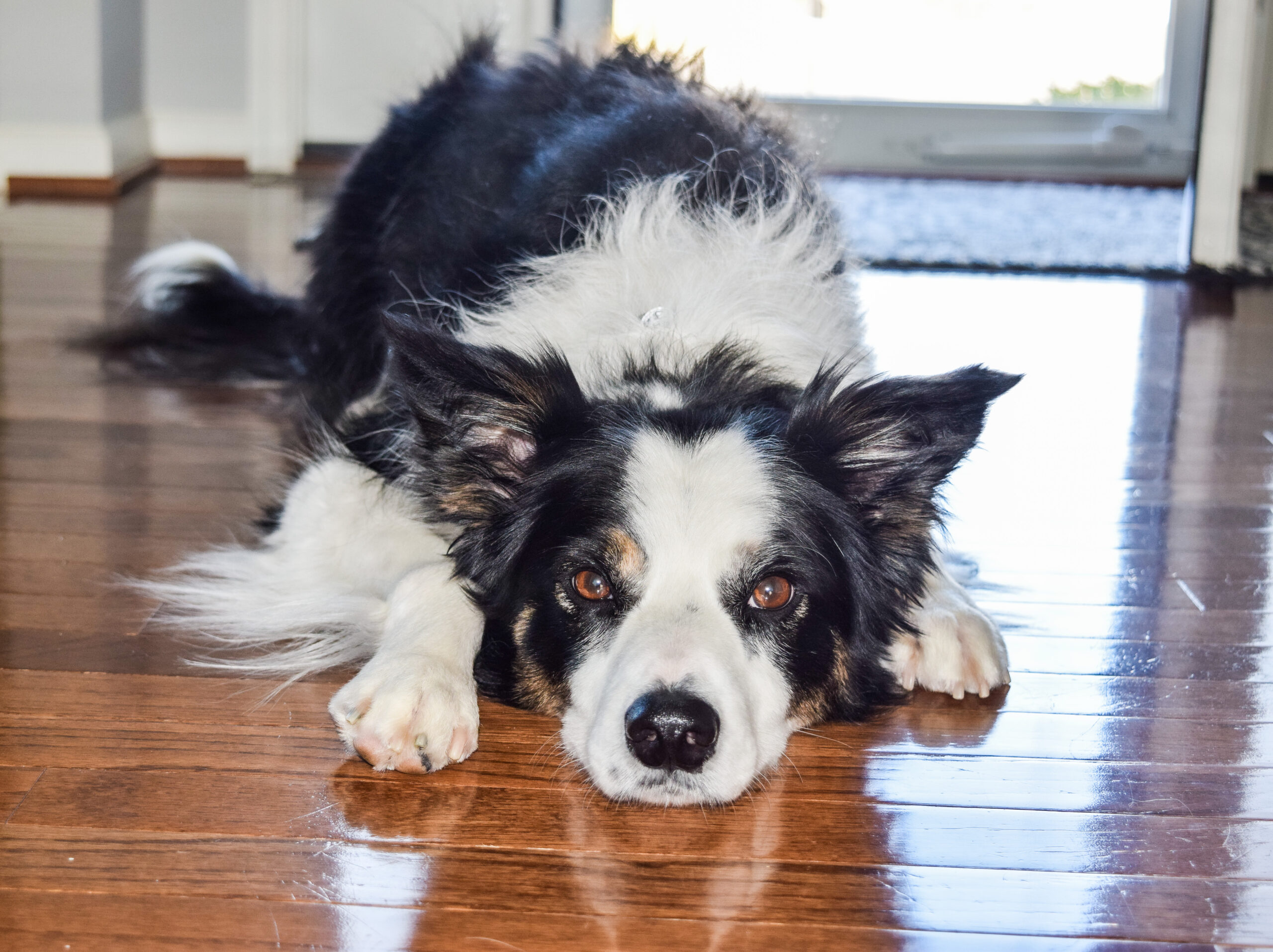 boston dog training boston dog training